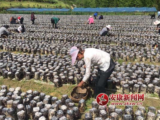 �h�(y��ng)�(zh��n)�P�ܴ��ؚľ��ϲ�S��