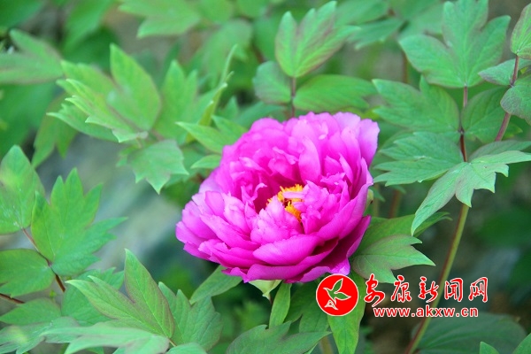 Ψ��ĵ�����ɫ