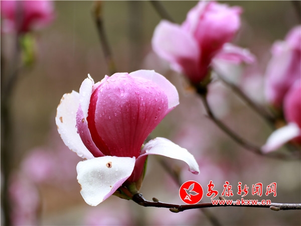 ���Ļ��_�˽ǏR