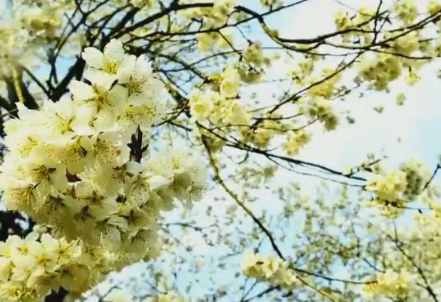 �r(n��ng)�I(y��)�@�ﴺ���[