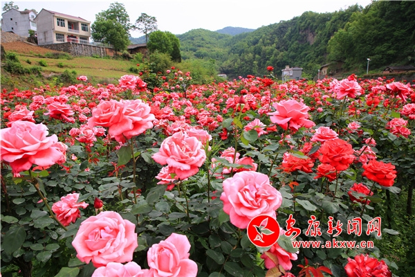 �h�I�����{ˮ�̻����G