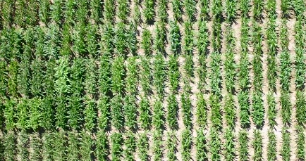 ���˷N�ӣ����Ĺ��£�