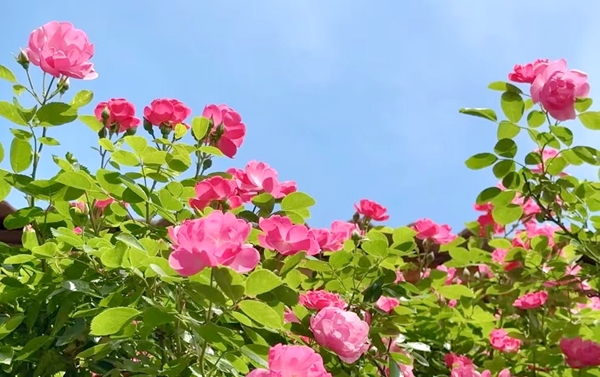 �Nޱ���_�M�Ƿ� ���������ΝM��