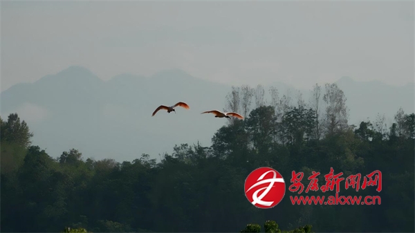 �hꎣ����q�٬F(xi��n)�p�����