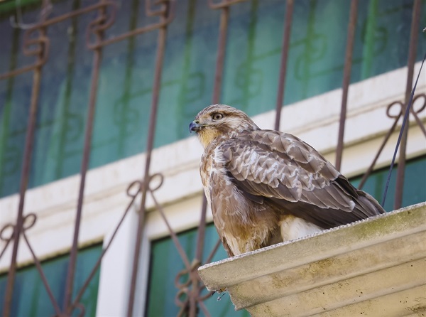 ���޿h�����R�^ӛ��\�B�F(xi��n)��