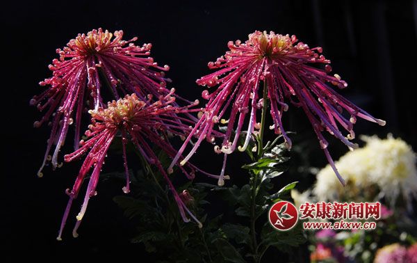 2���ջ���ʒɪ�����L(f��ng)�Џ��㣬׌���c����ļ���(ji��)���ˎ׷������͜�������ɫ�ջ��_�û��F(tu��n)�\�������涷�G��׌���p�Đ�Ŀ���ĕ�������