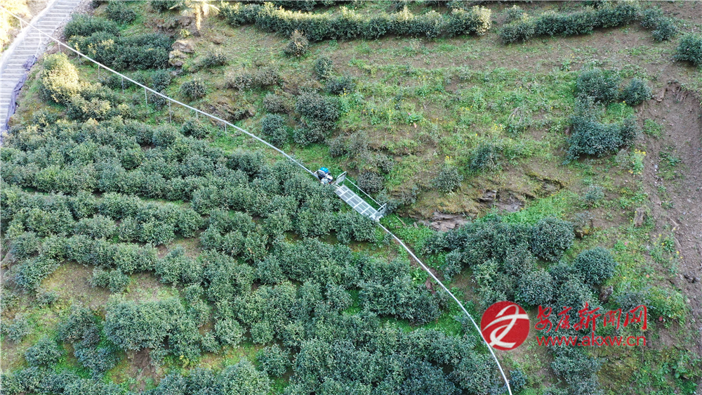 (圖為蘇陜項(xiàng)目支持建設(shè)的煥古鎮(zhèn)大連村軌道車上山運(yùn)輸鮮葉)